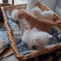 Cuccioli Angora Turco