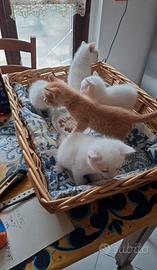 Cuccioli Angora Turco