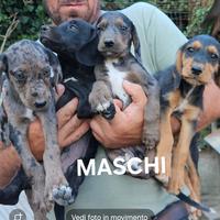 Cuccioli per tutta caccia