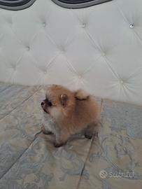 Spitz pomerania toy