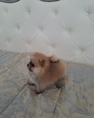 Spitz pomerania toy
