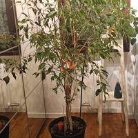 Ficus da interni alto 180 cm
