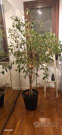 Ficus da interni alto 180 cm