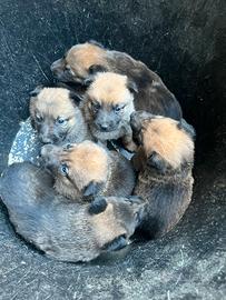 Cuccioli pastore belga malinois