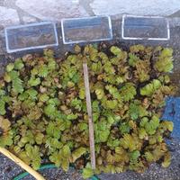 Mix piante acquatiche (Salvinia, Eleocharis, ecc..