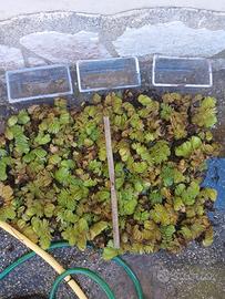 Mix piante acquatiche (Salvinia, Eleocharis, ecc..