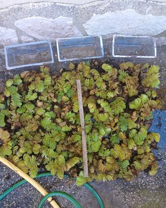 Mix piante acquatiche (Salvinia, Eleocharis, ecc..