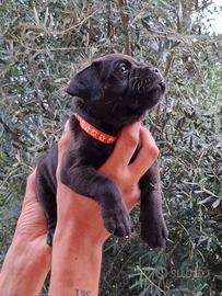 Cucciola staffordshire bull terrier
