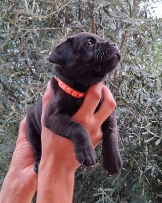 Cucciola staffordshire bull terrier