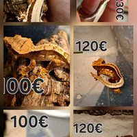 Correlophus ciliatus baby