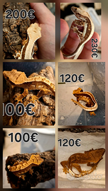 Correlophus ciliatus baby