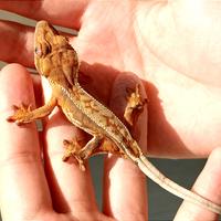 Baby geco Ciliatus maschio, teca