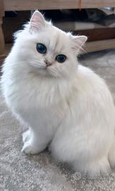 Incerca di gattina british long hair come nella fo