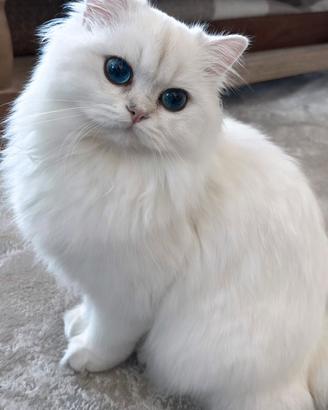 Incerca di gattina british long hair come nella fo