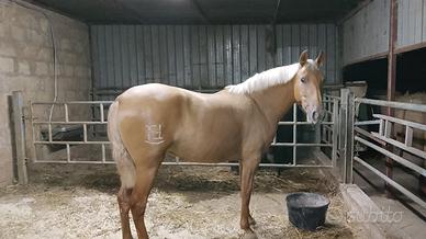 Pre Palomina