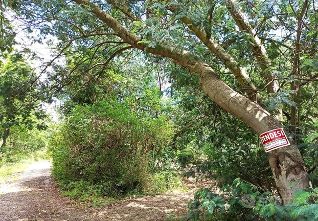 Uliveto in terreno agricolo