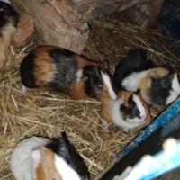 Cavia peruviana