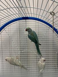 Parrocchetto dal collare