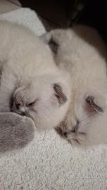 cuccioli di scottish fold