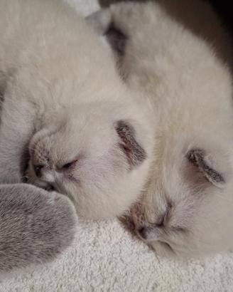 cuccioli di scottish fold