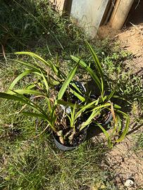 3 vasetti di Orchidee Cymbidium