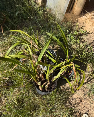 3 vasetti di Orchidee Cymbidium