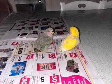 Vendita pappagalli inseparabili