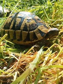 Tartaruga hermanni