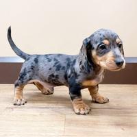 Bassotto Blu Arlecchino Maschio Anche in 12 Rate