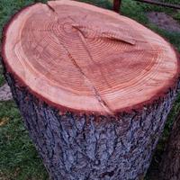 tronchi di abete - fir wood trunk