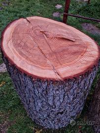 tronchi di abete - fir wood trunk
