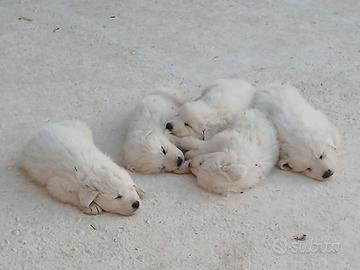 Cuccioli Pastore maremmano