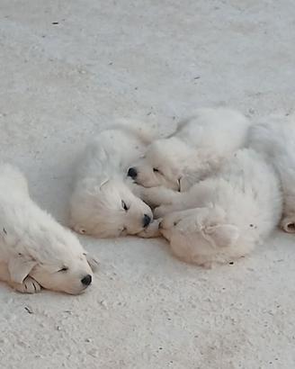 Cuccioli Pastore maremmano