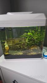 acquario billy 30 lt