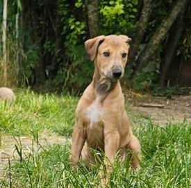 Cuccioli di Greyhound