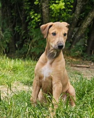 Cuccioli di Greyhound