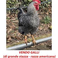 Gallo da riproduzione razza Plymouth Rock