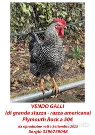 Gallo da riproduzione razza Plymouth Rock
