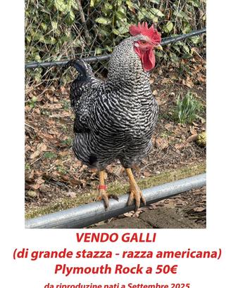 Gallo da riproduzione razza Plymouth Rock