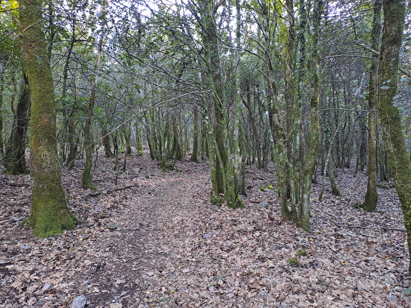 Scano Montiferru Terreno boschivo panoramico - View 2
