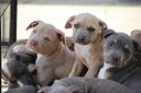 cuccioli-di-pit-bull-pronta-consegna