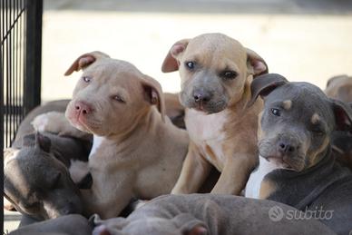 Cuccioli di Pit Bull pronta consegna