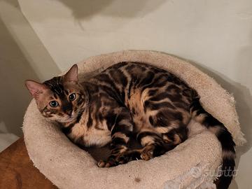 Gatti Bengala in adozione