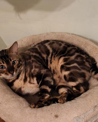 Gatti Bengala in adozione