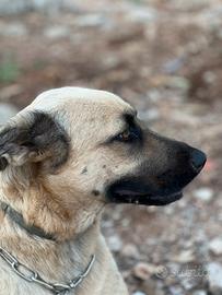 Dono dolcissima cagnolina