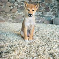 Cucciolo di Shiba lnu