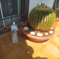 pianta grassa