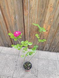 Rosa Damascena