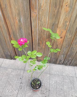 Rosa Damascena