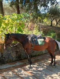 Cavallo castrone